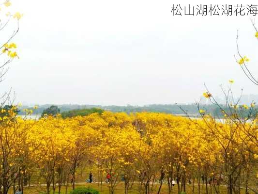 松山湖松湖花海