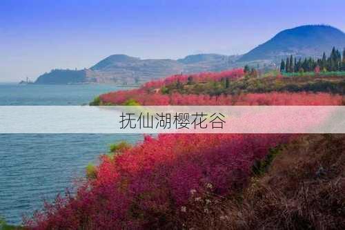 抚仙湖樱花谷