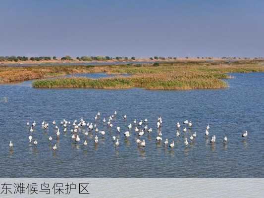 东滩候鸟保护区