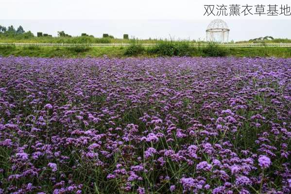 双流薰衣草基地