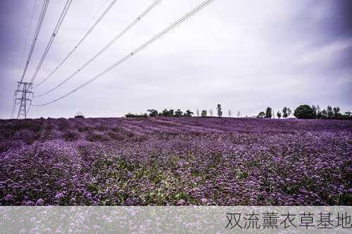 双流薰衣草基地