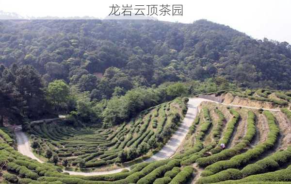 龙岩云顶茶园