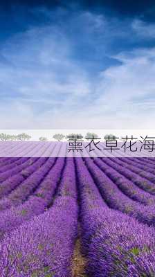 薰衣草花海