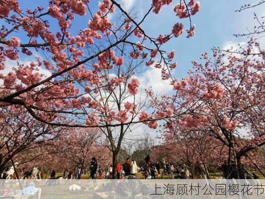 上海顾村公园樱花节