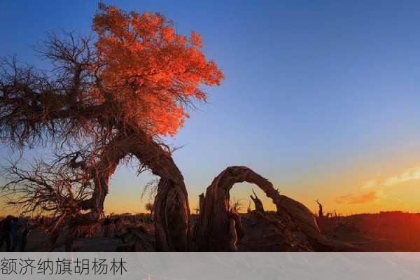 额济纳旗胡杨林