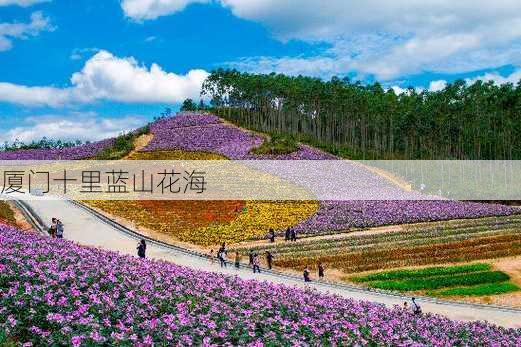 厦门十里蓝山花海