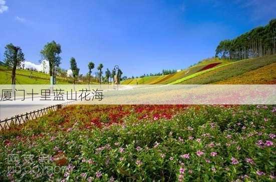 厦门十里蓝山花海