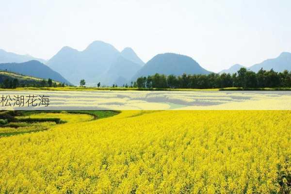 松湖花海