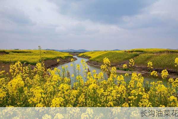 长沟油菜花