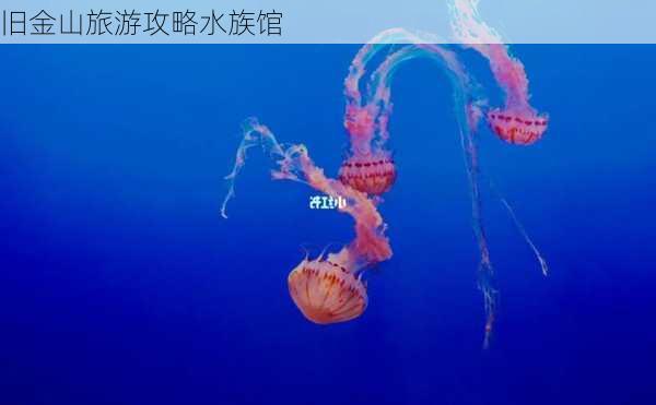 旧金山旅游攻略水族馆