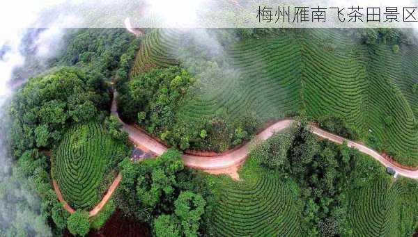 梅州雁南飞茶田景区