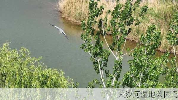 大沙河湿地公园鸟