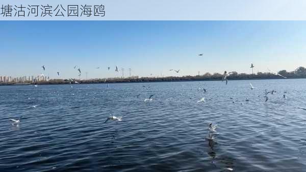 塘沽河滨公园海鸥