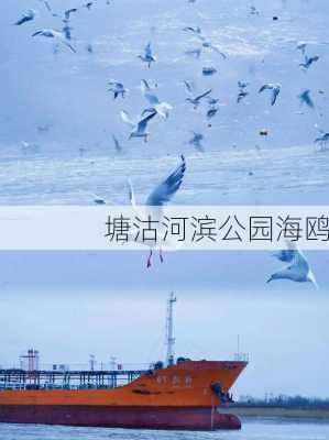 塘沽河滨公园海鸥