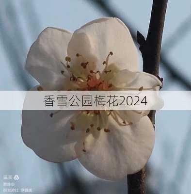 香雪公园梅花2024