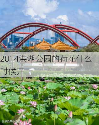 2014洪湖公园的荷花什么时候开