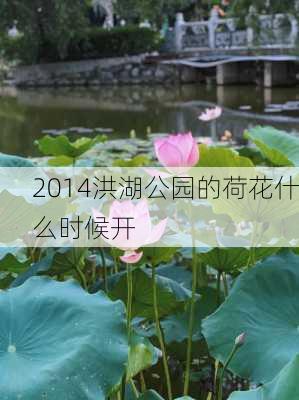 2014洪湖公园的荷花什么时候开