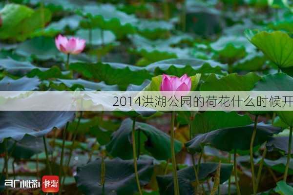 2014洪湖公园的荷花什么时候开