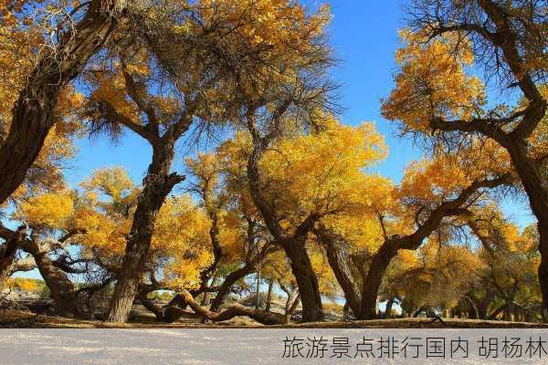 旅游景点排行国内 胡杨林